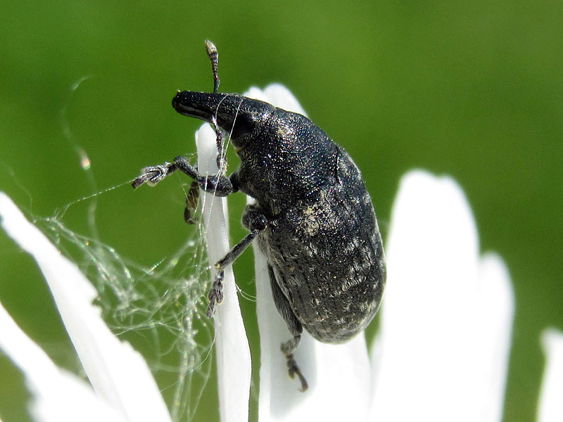 Curculionidae: Larinus turbinatus?  S !